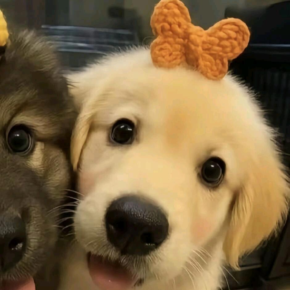 小熊袜子⋆☾✷