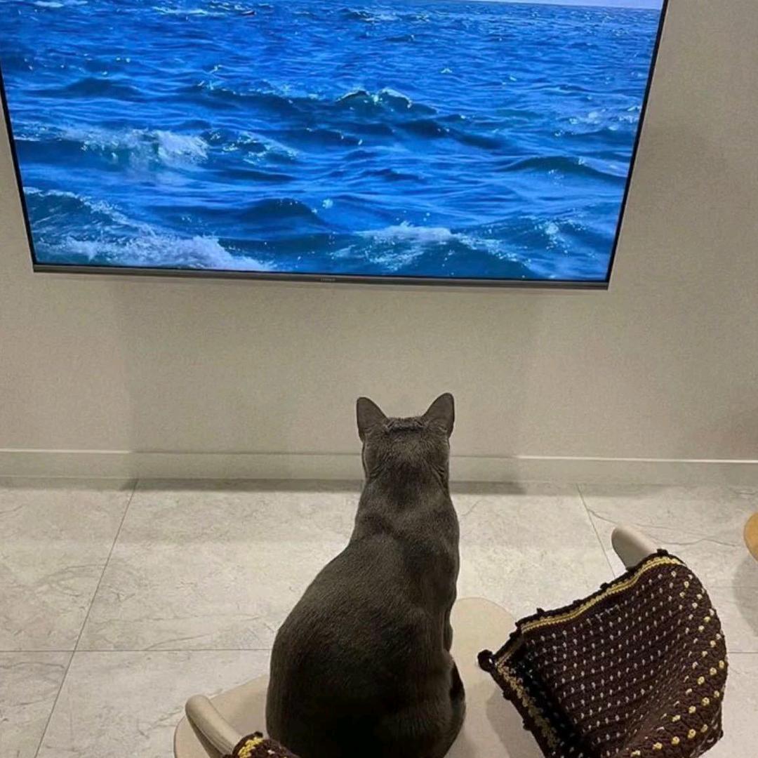 _海鸥