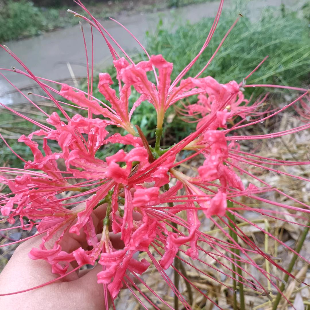 花非花