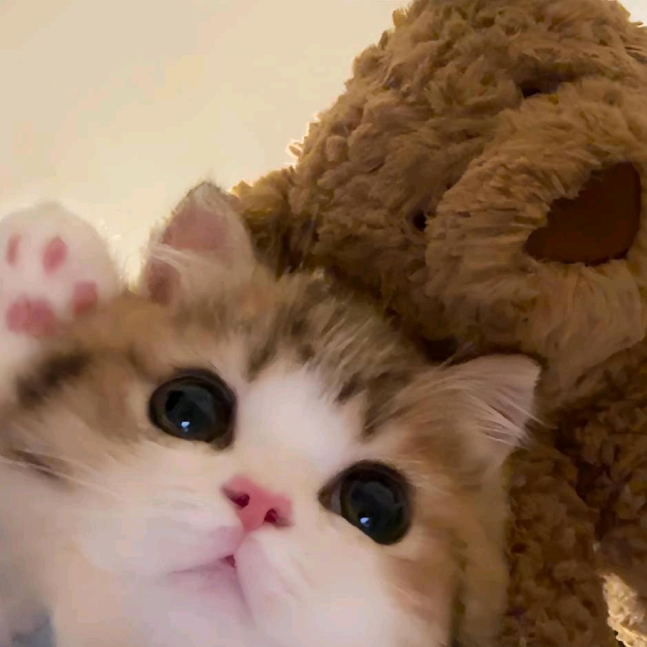 一只岁🐾