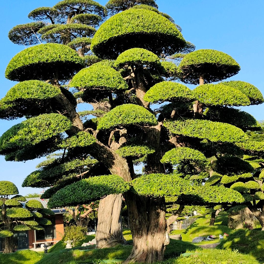 浪崽专业罗汉松造型