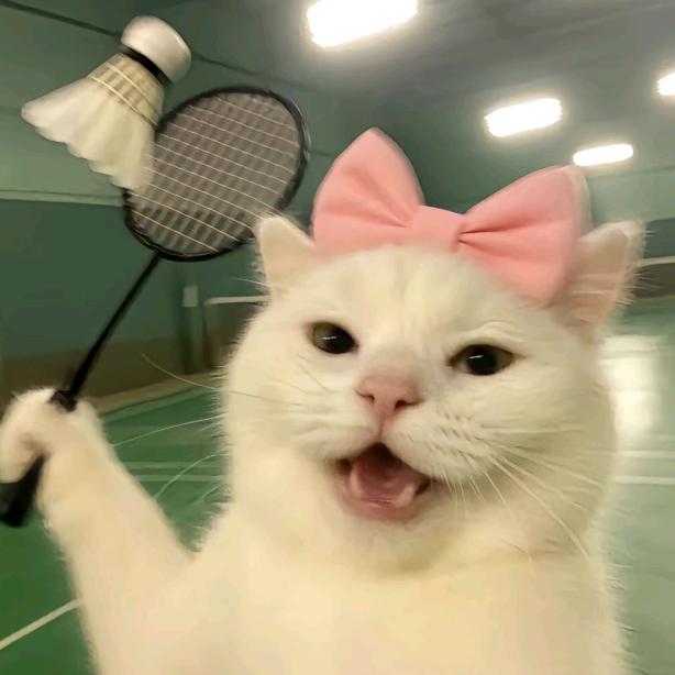 猫七街 @