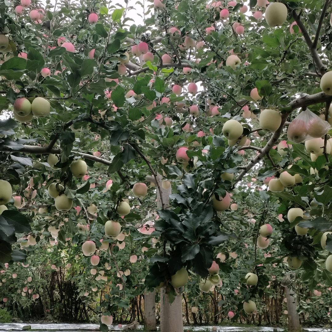春暖花开