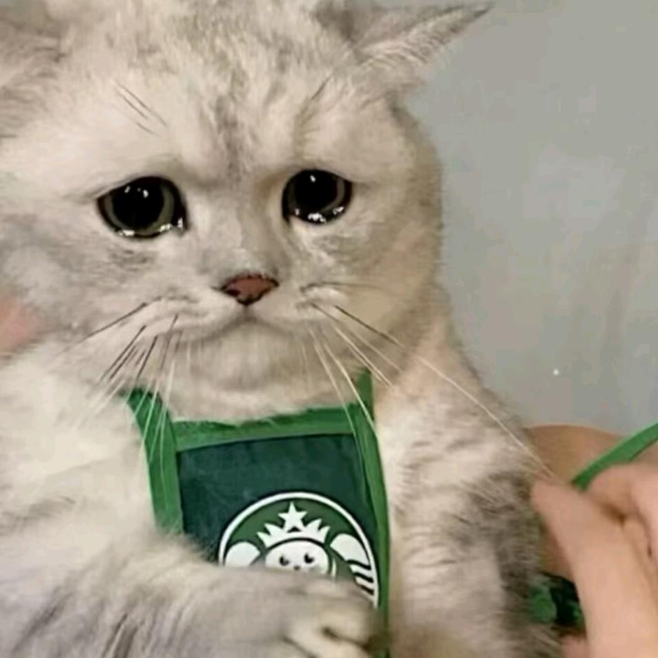 星巴猫