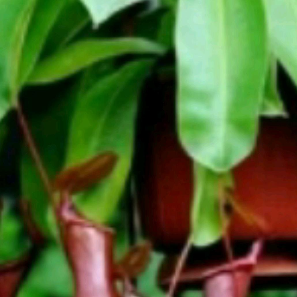 馨森18