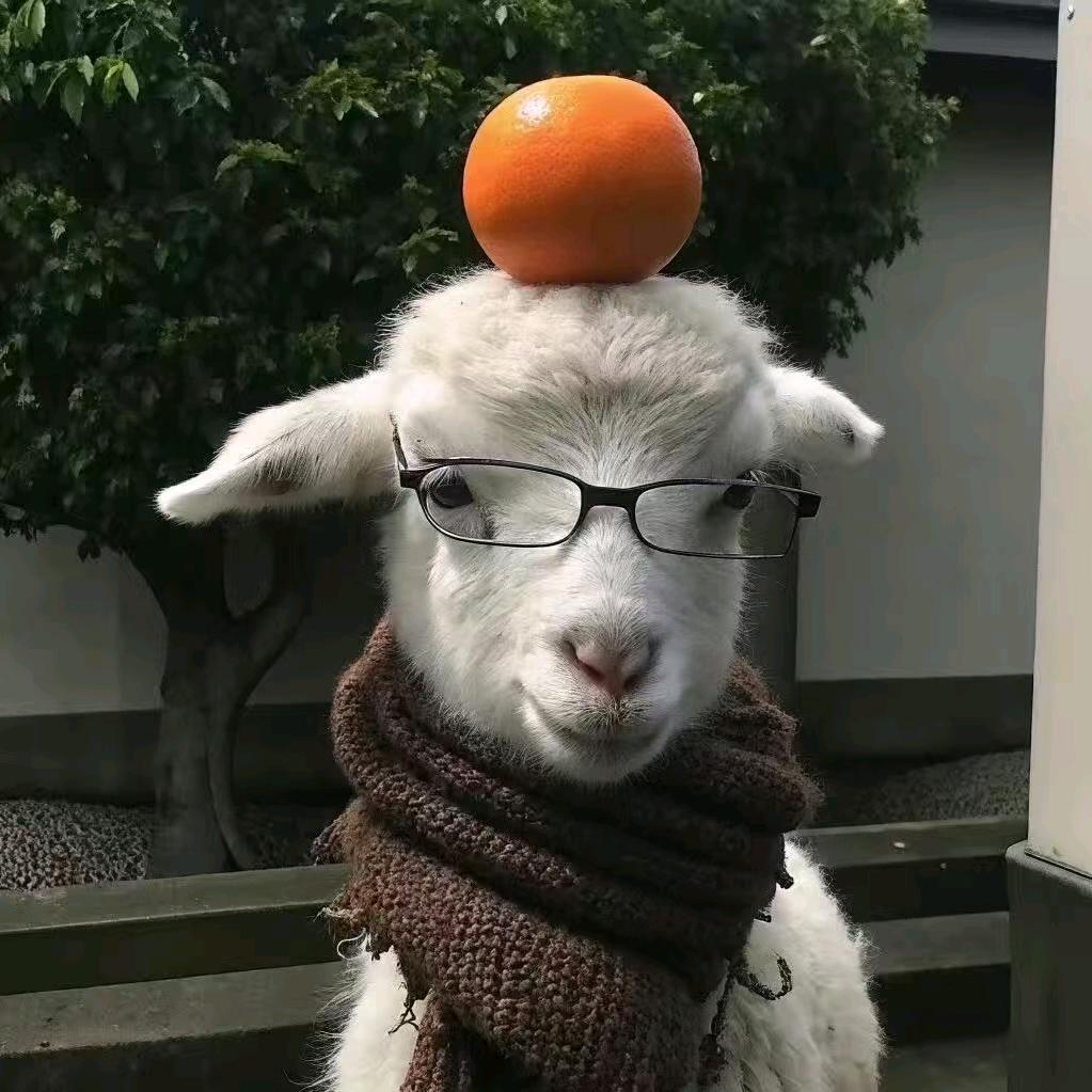 羔🐏
