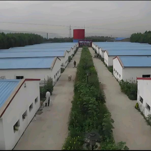 鸿图大展