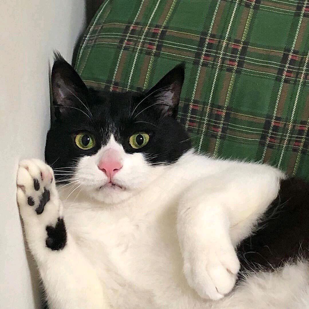 铁蛋