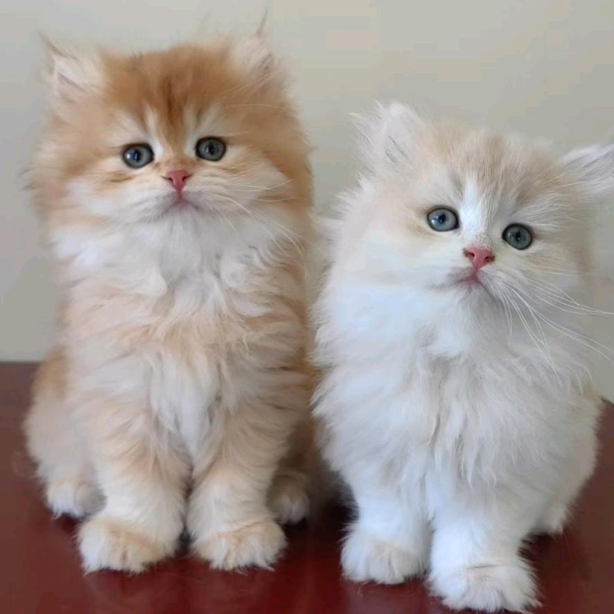 乖宝猫🐱（繁育）