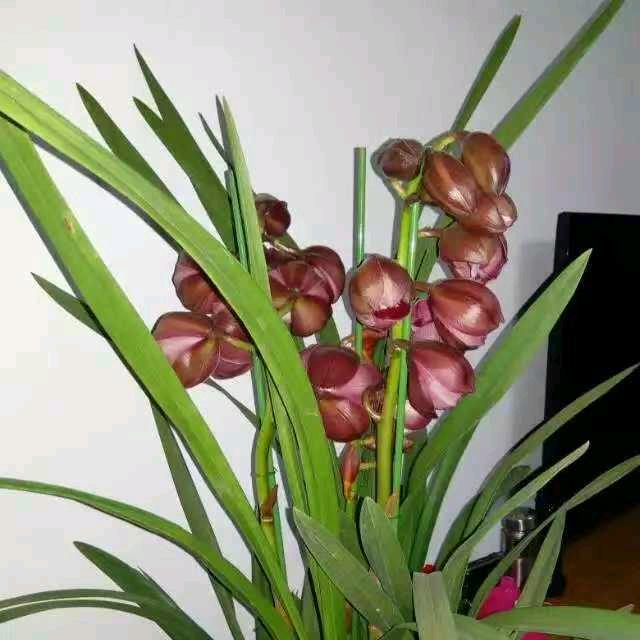 李辅恩