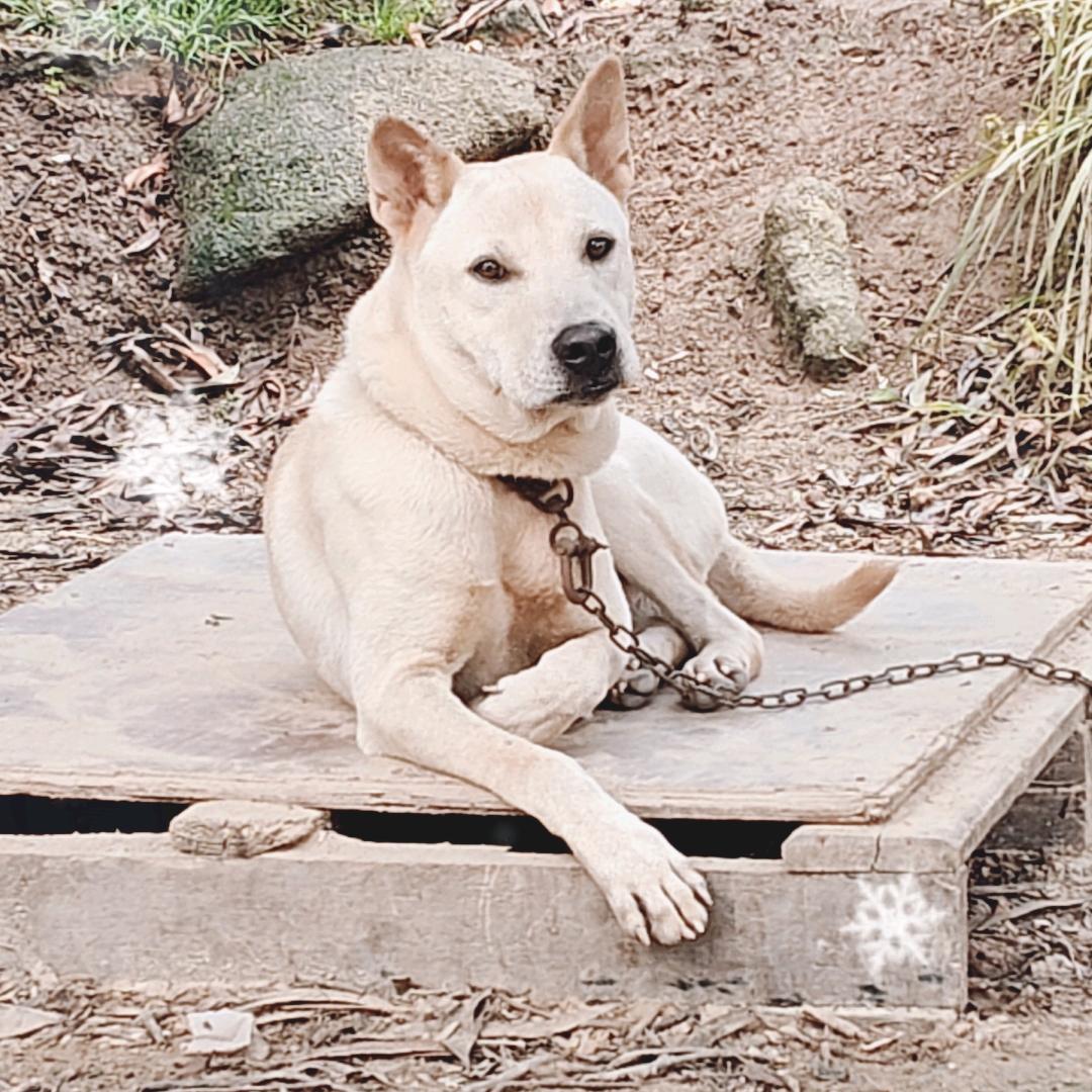 西迁广: 田园犬+土猎