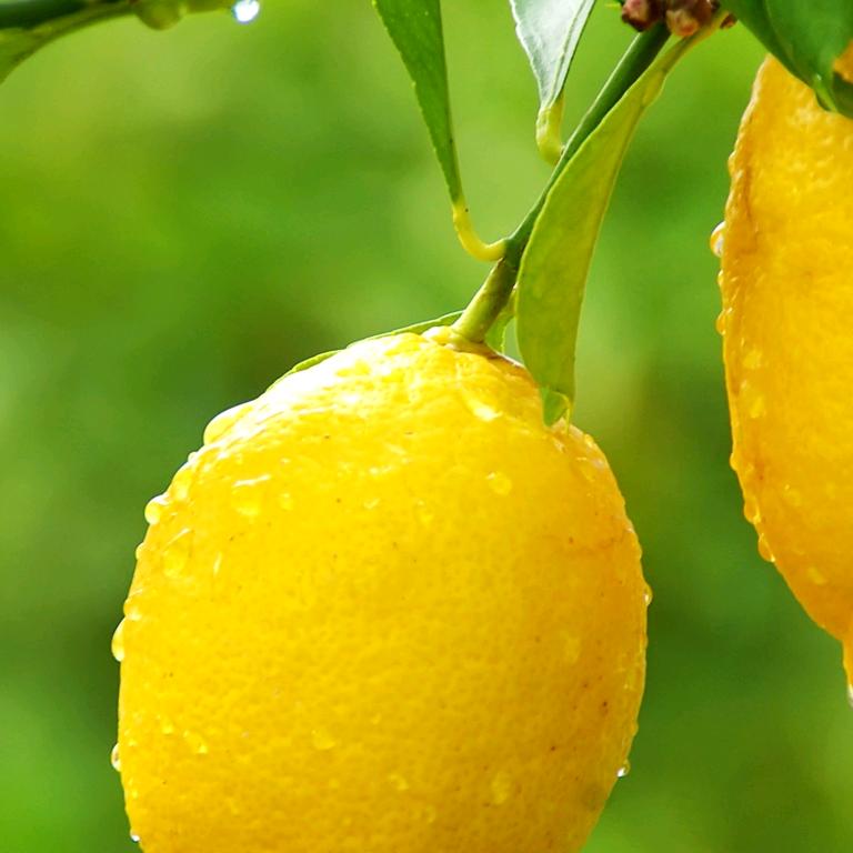 我非柠檬为何心酸