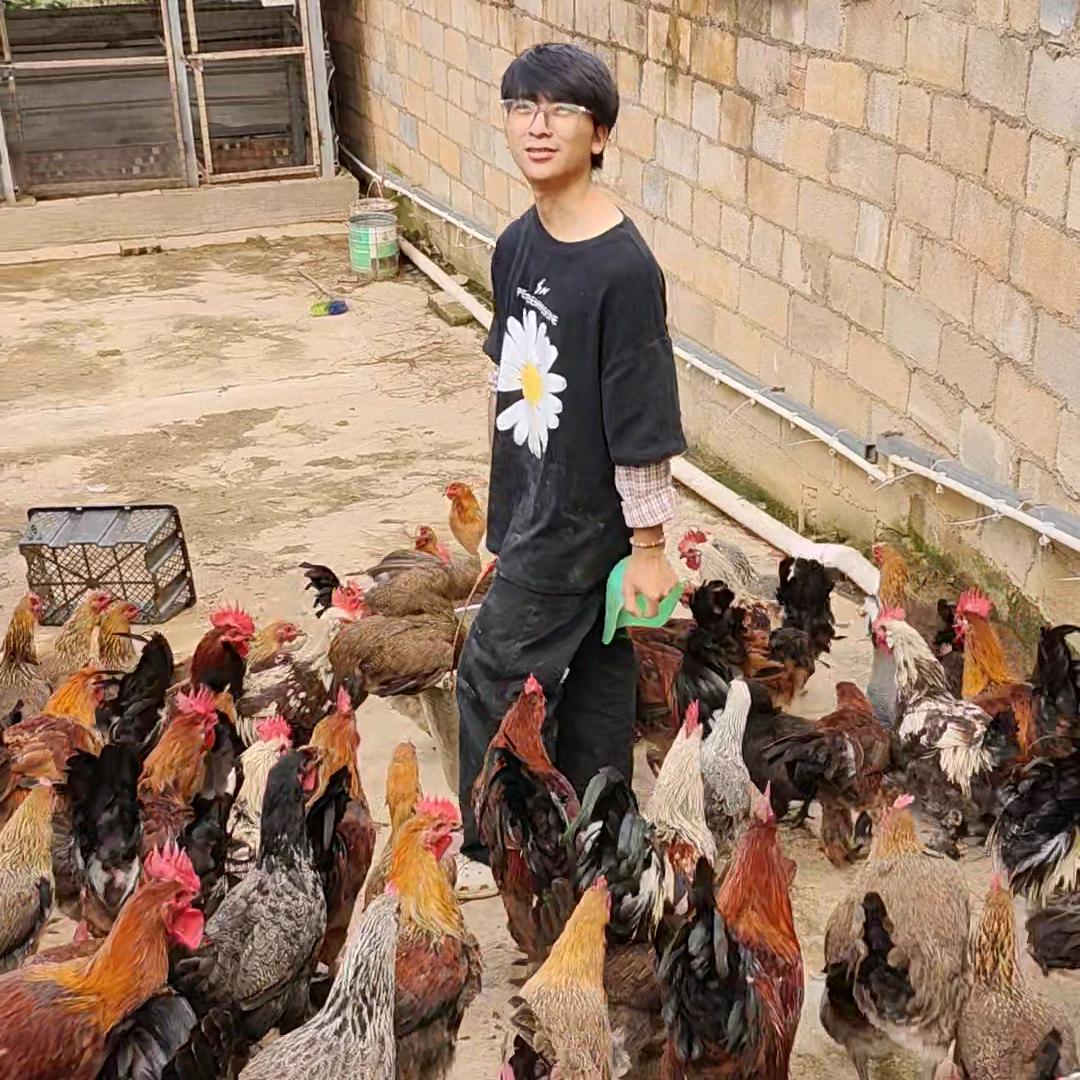 阿勇返乡养鸡