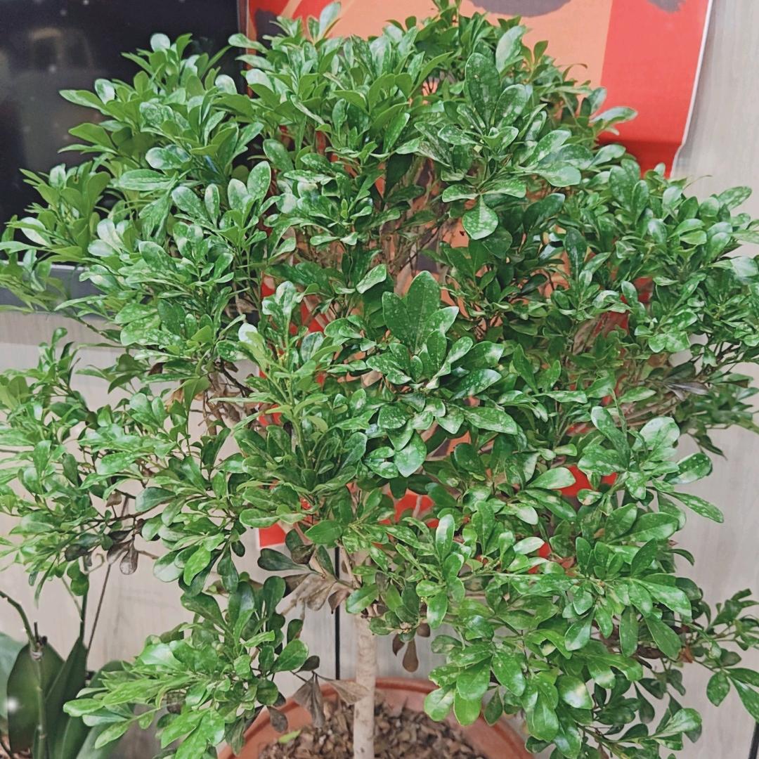 70后菜堂