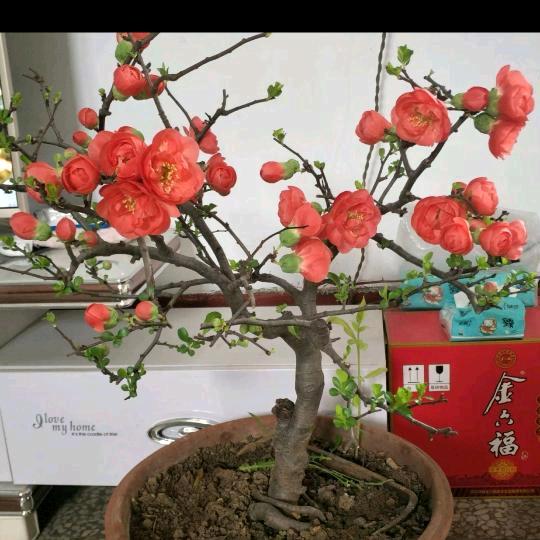 小庄子专业倒瓦