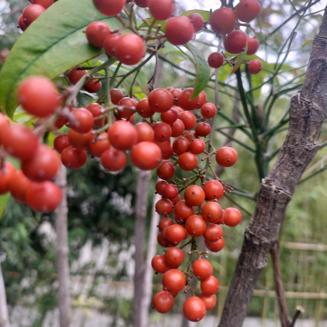 春华秋实（玲）