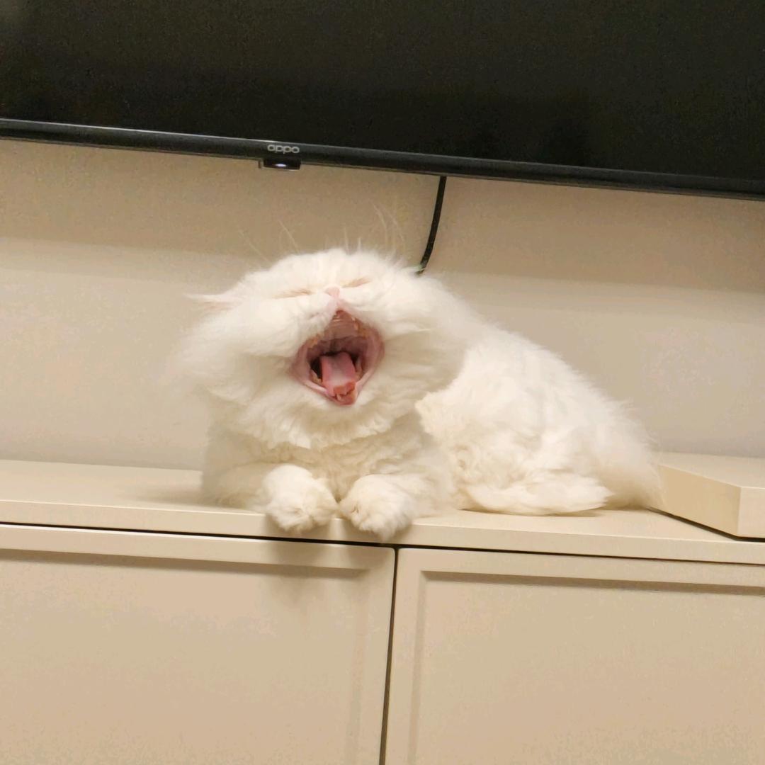 🧊冰糖
