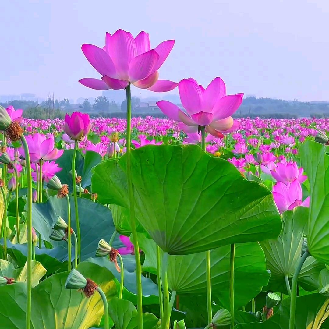 🇨🇳阿春