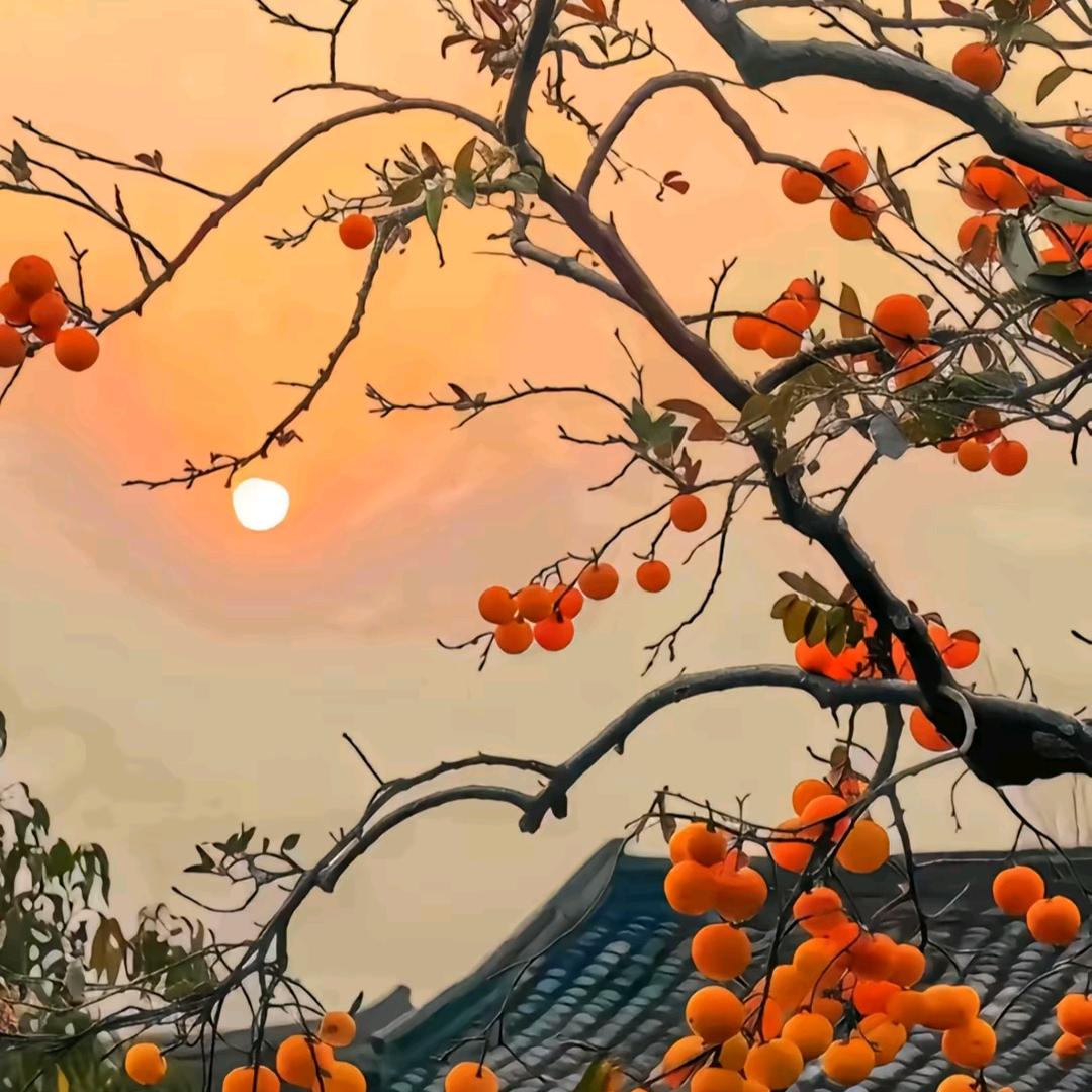 事柿如意😂😂