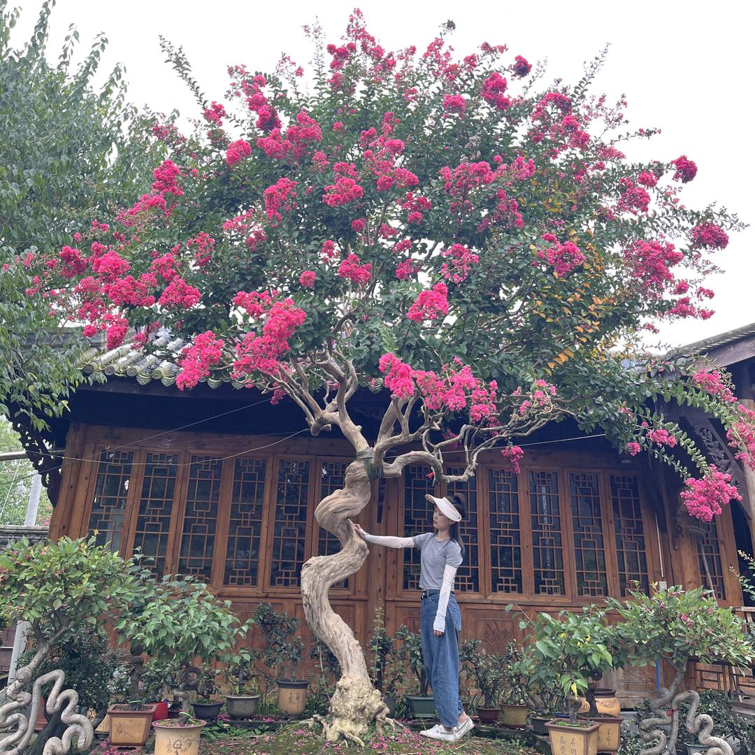 庭院精品川红紫薇