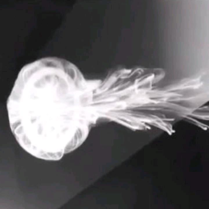 大傻鱼.