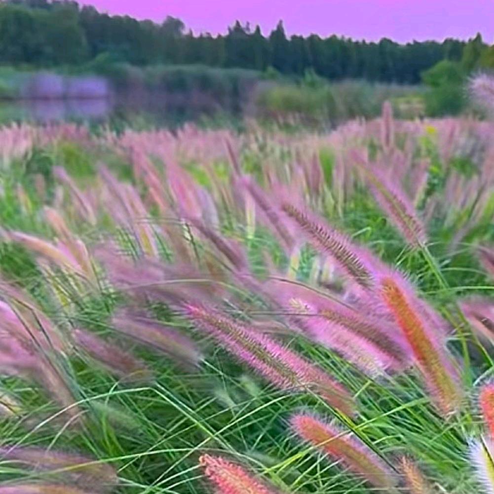 诺子