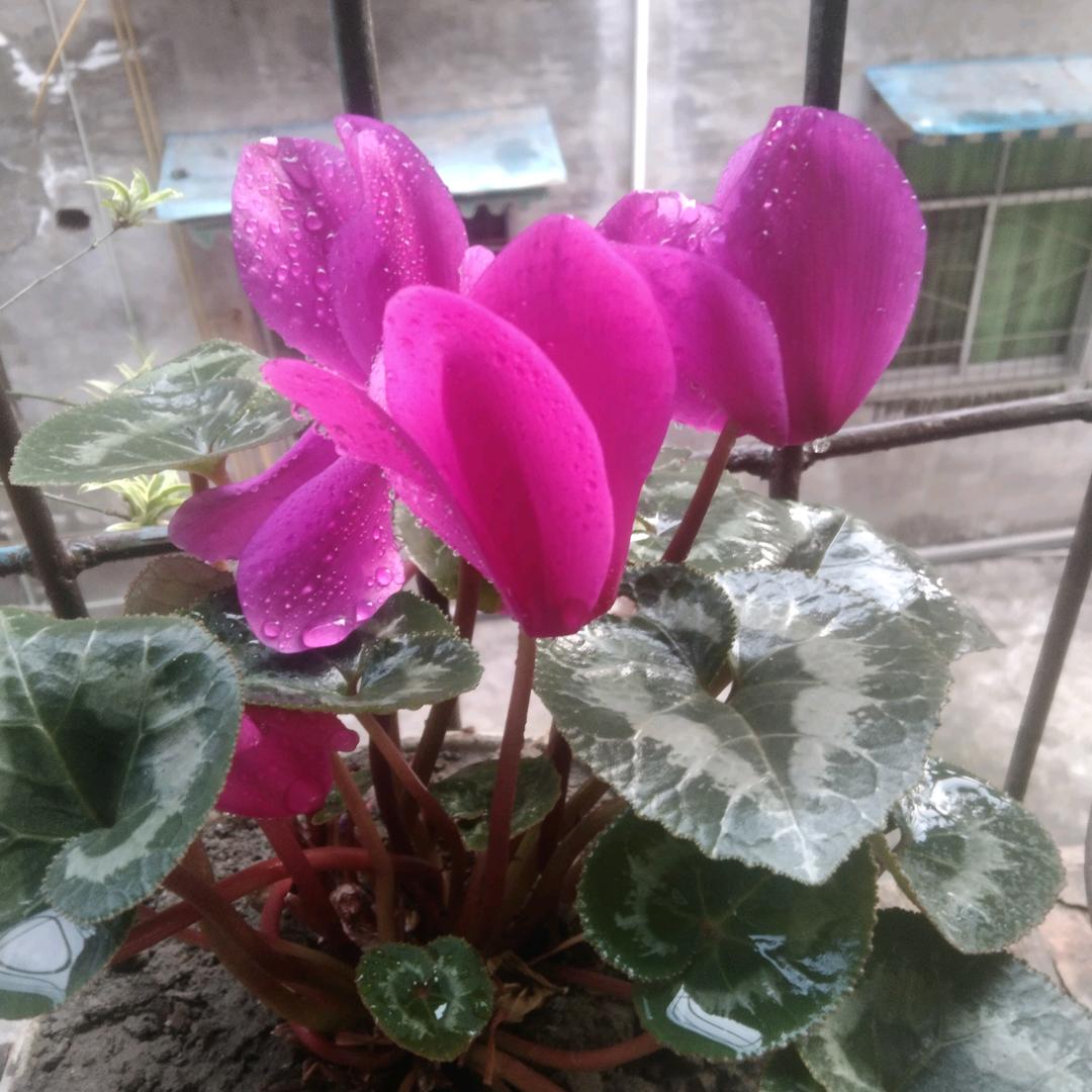 芳影随风