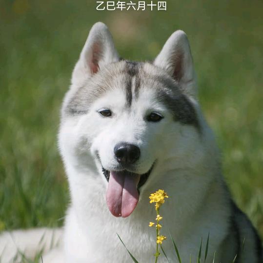 梦之蓝