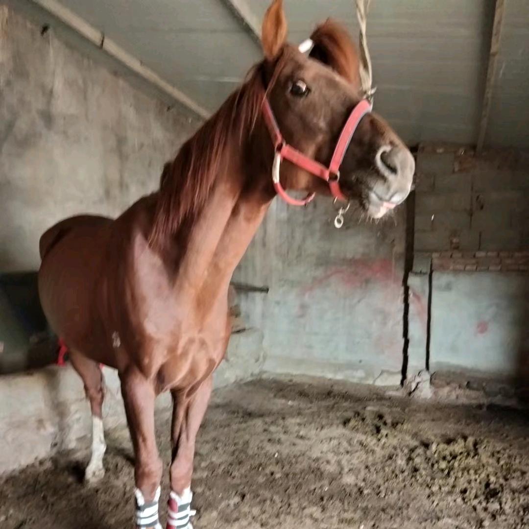 叶🐴