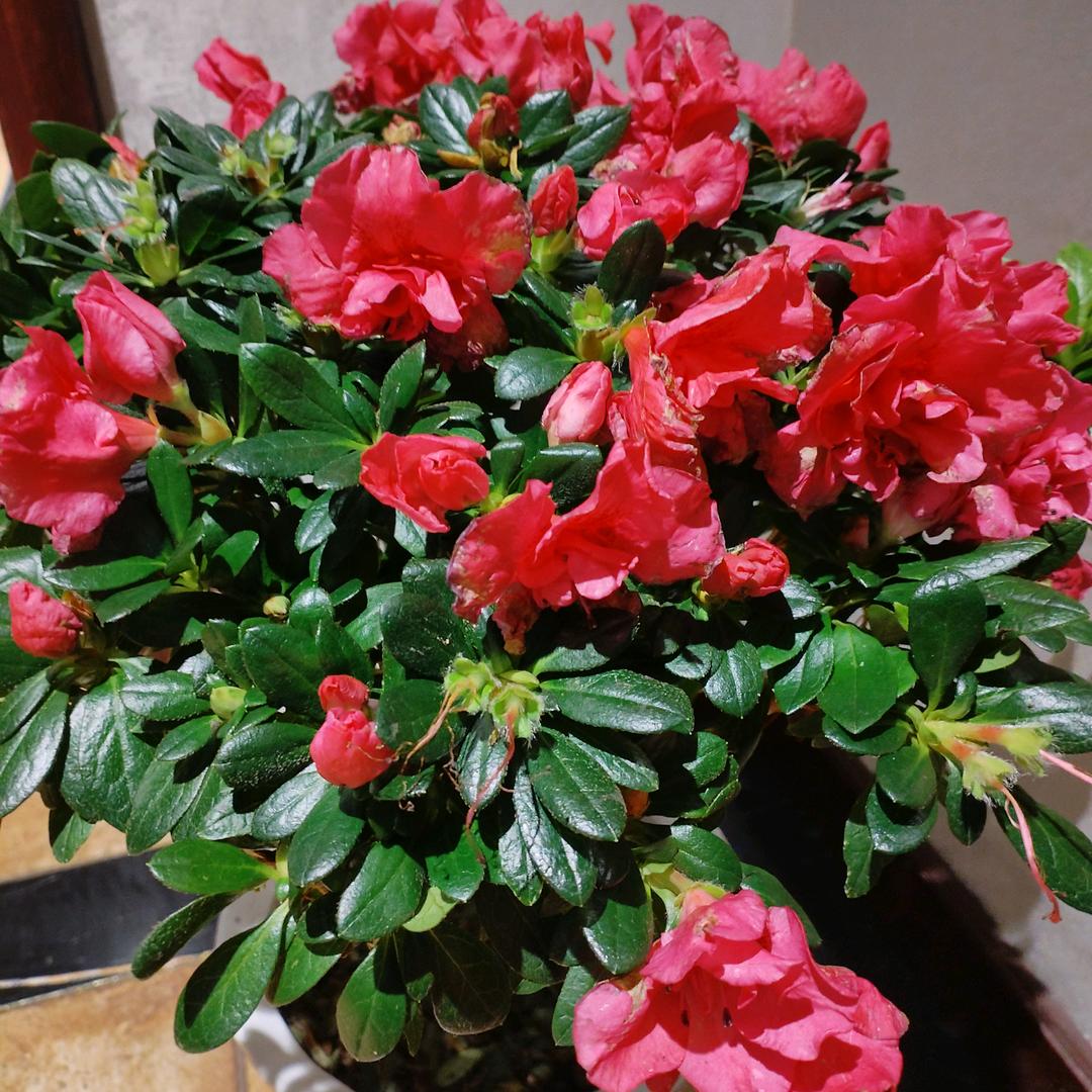 沉默是金子总会发光