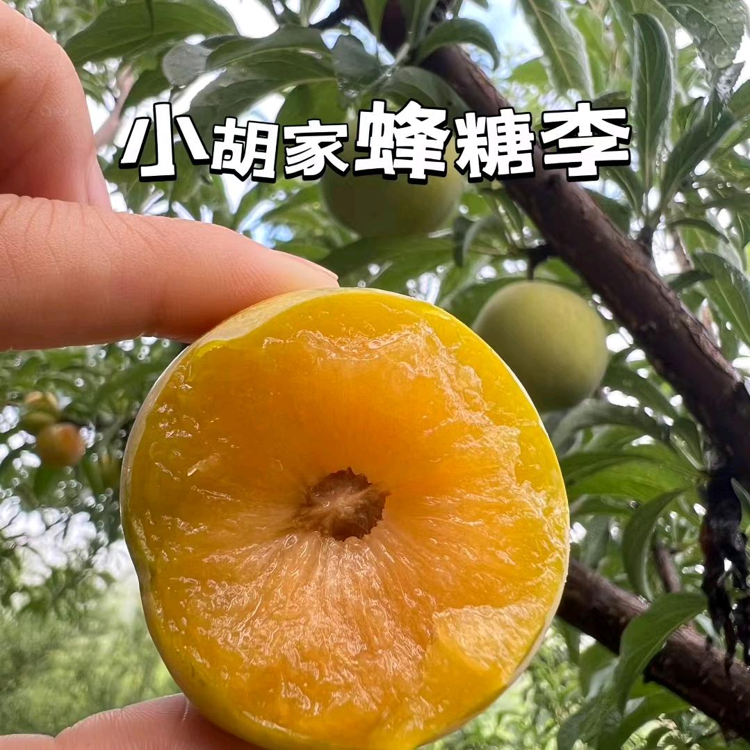 核心产区蜂糖李小胡