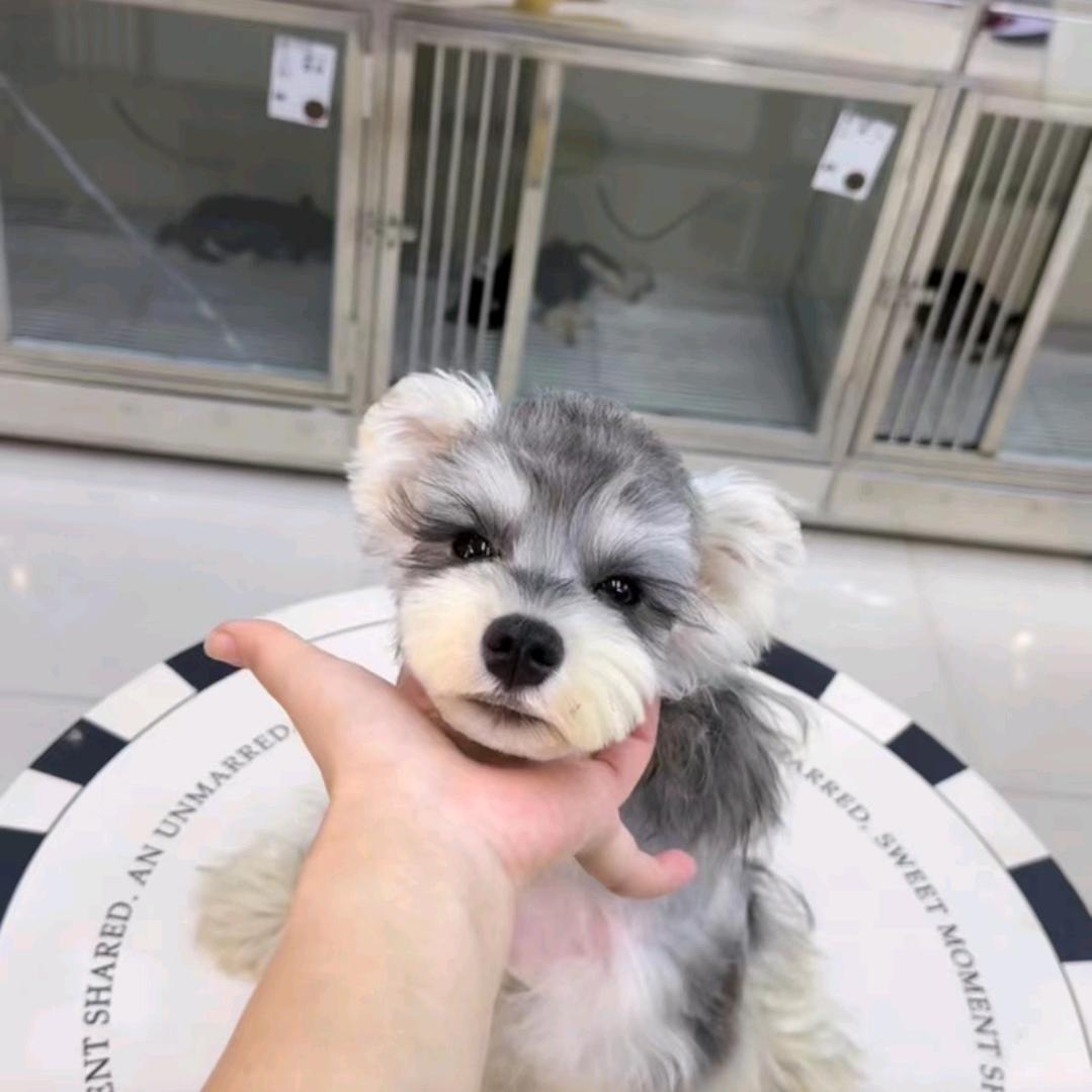 海弟萌犬基地