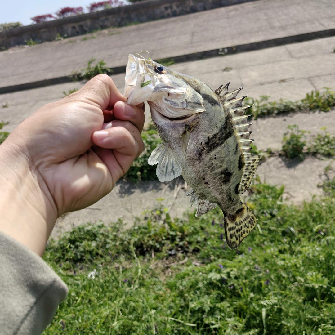 🌈鳜🎣