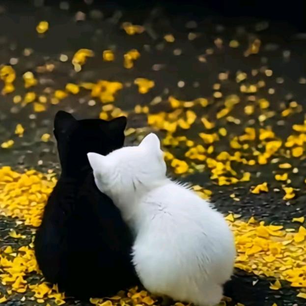 LᎭℯ⃝小懒猫