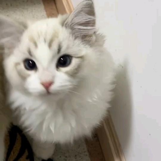 沸水小青蛙