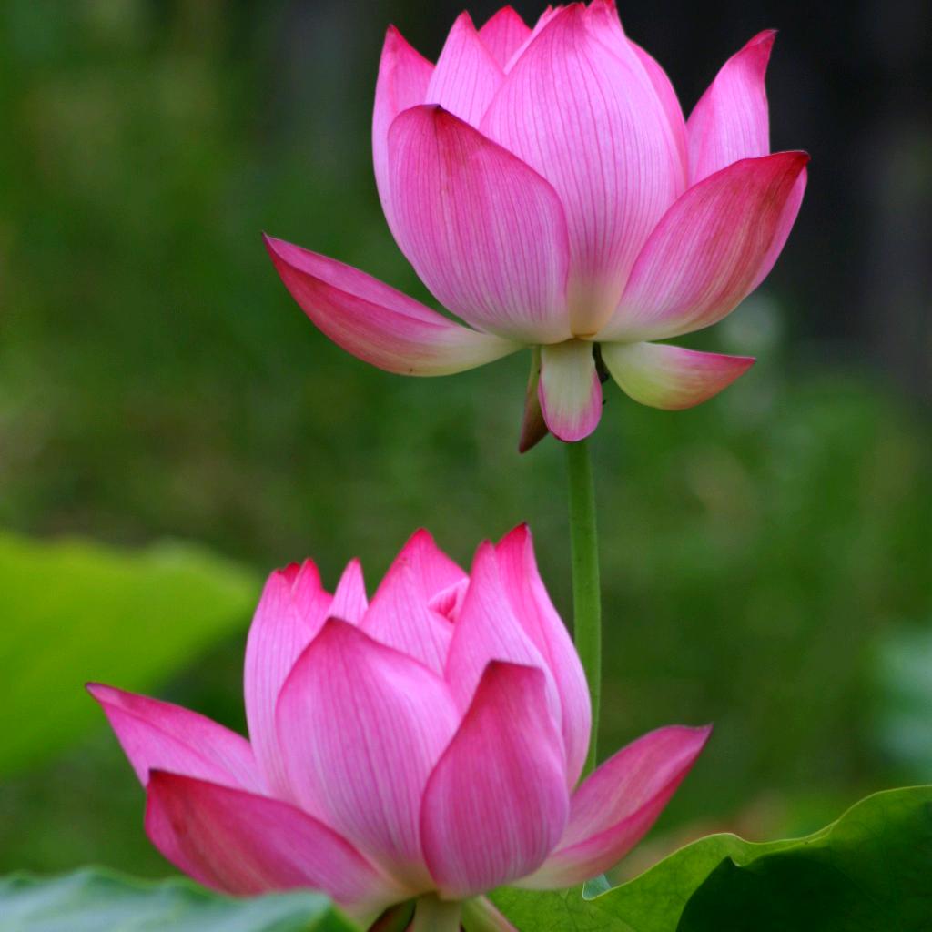 张弓镇阿朗倚.鸭鸭品牌羽绒服饰