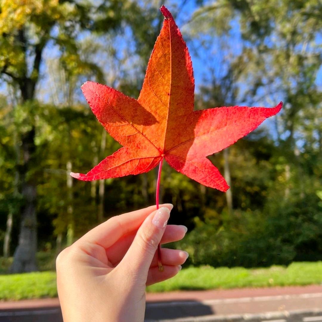 风中红叶🍁