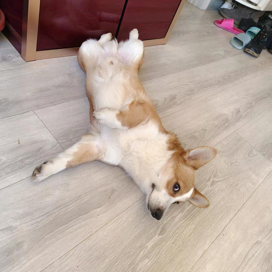 子衡