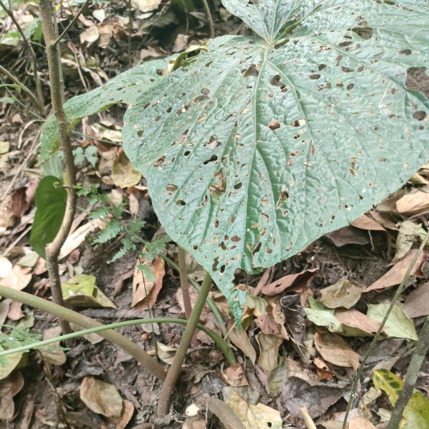 @蜂云雄霸天下。
