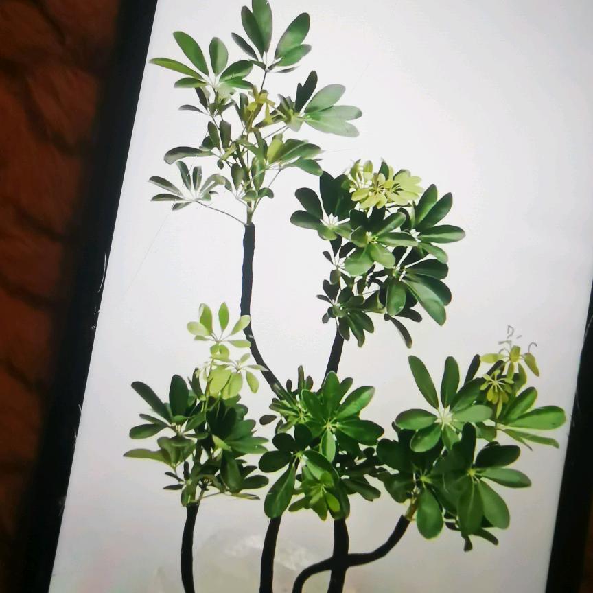 张华林