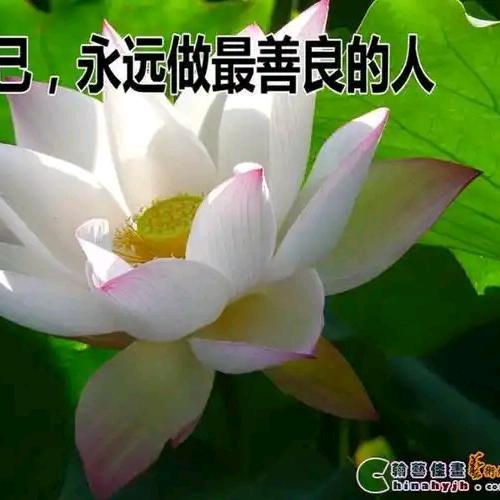 我的中国心