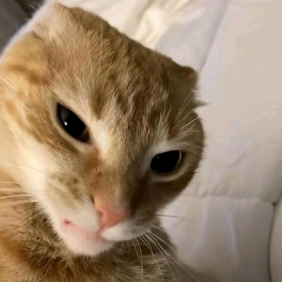 老肥