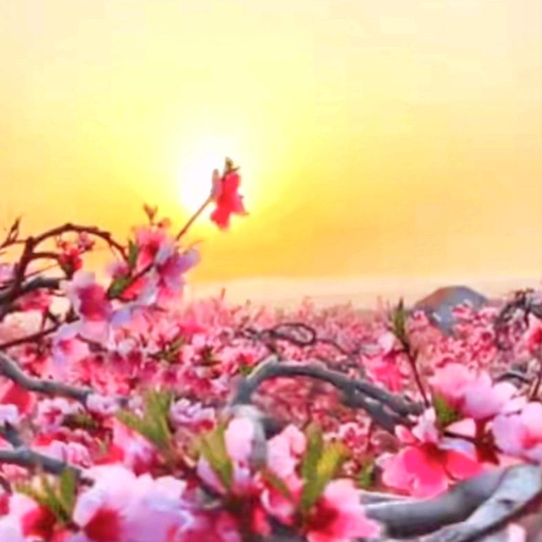 春嗳花开