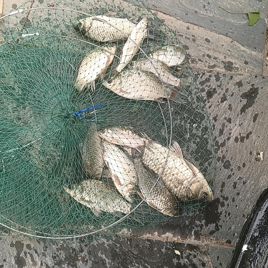为何想起你