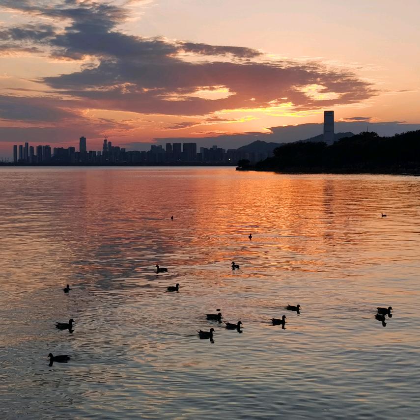 误落尘网中