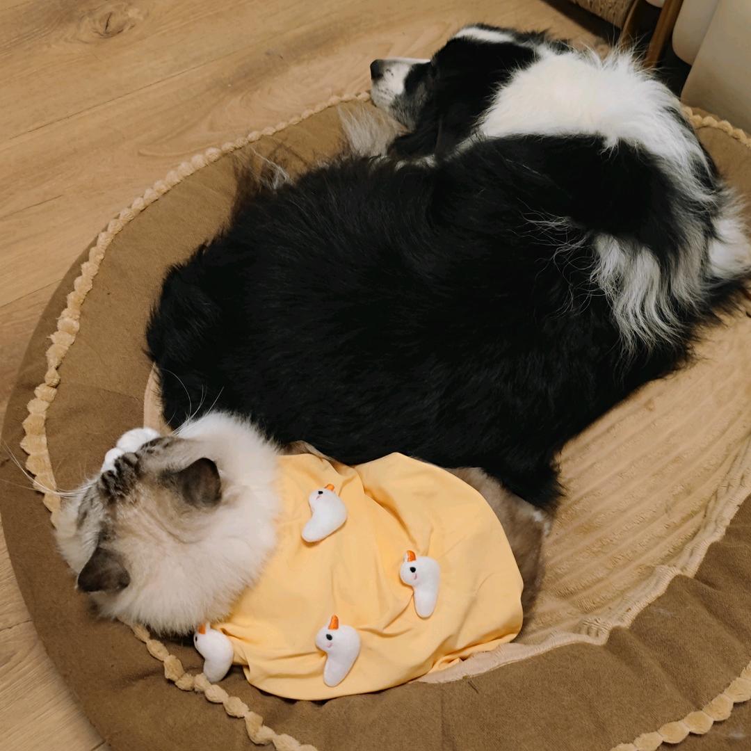 瓜田里最撒欢的猹