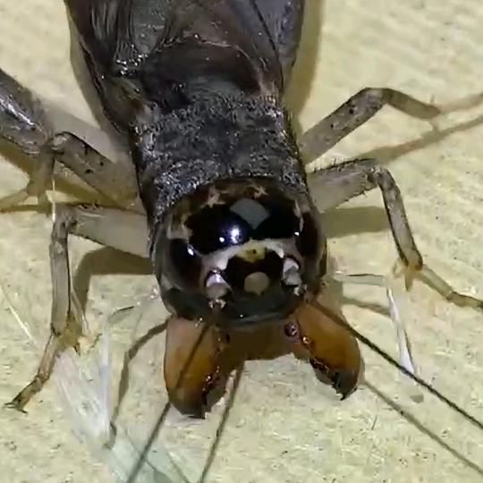 阿康🦗精品斗蟋