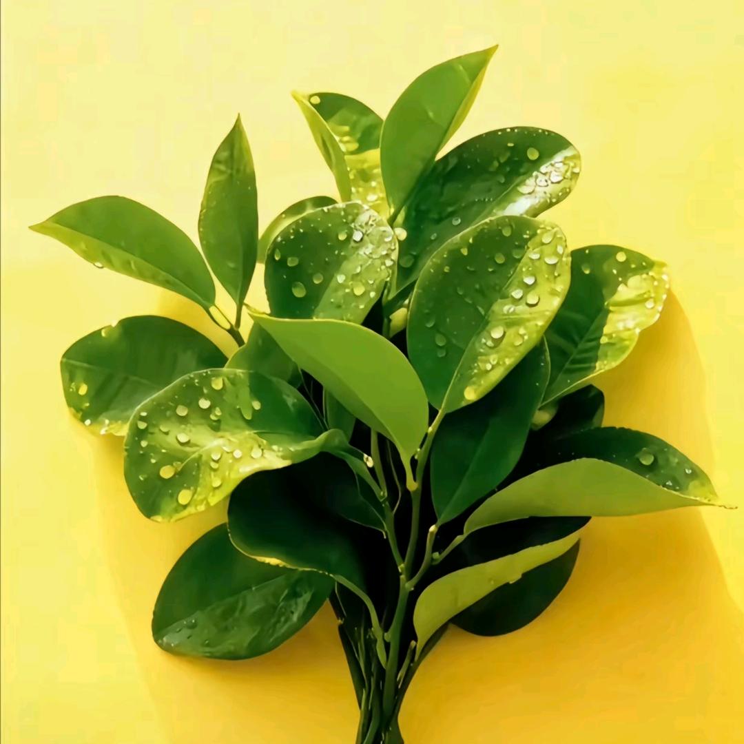 园林植物大侦探