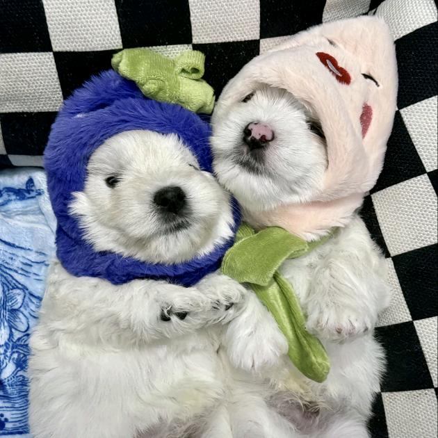 四蕊朴