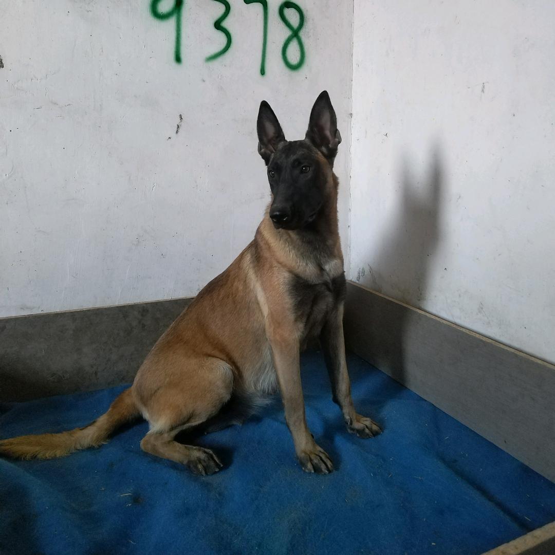 酒泉双血统马犬小王。